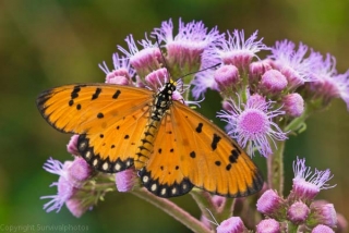  Puedes ver muchas mariposas diferentes aquí 